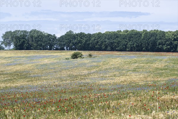 Poppy flower (Papaver Rhoeas) and cornflower (Centaurea cyanea), Mecklenburg-Vorpommern, Germany, Europe