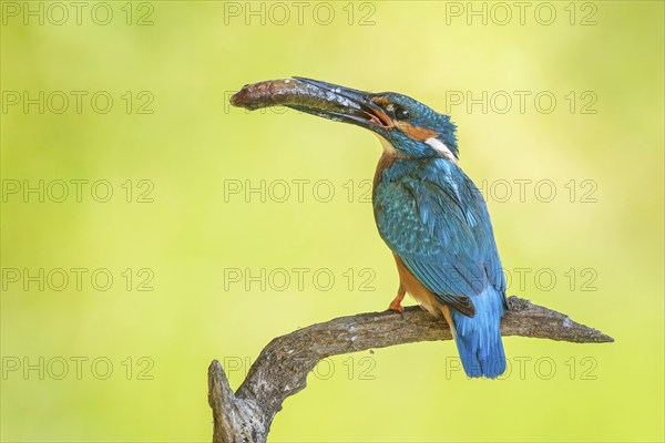 Kingfisher (Alcedo atthis) Indicator of clean watercourses, pair, male with fish as prey and food, habitat, Flying fish, Middle Elbe River Landscape, Middle Elbe Biosphere Reserve, Saxony-Anhalt, Germany, Europe