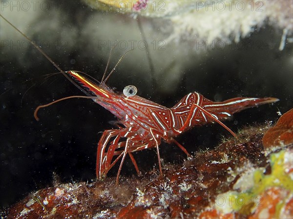 Camel shrimp (Rhynchocinetes durbanensis), House Reef dive site, Mangrove Bay, El Quesir, Red Sea, Egypt, Africa