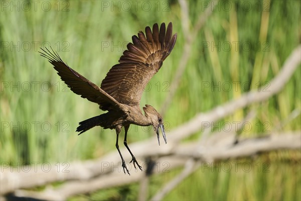 Hamerkop (Scopus umbretta) flying, landing, captive, distribution Africa