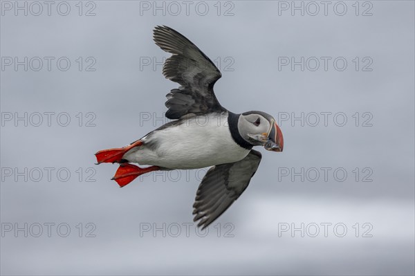 Puffin (Fratercula arctica), flying with fish in its beak, Grimsey Island, Iceland, Europe