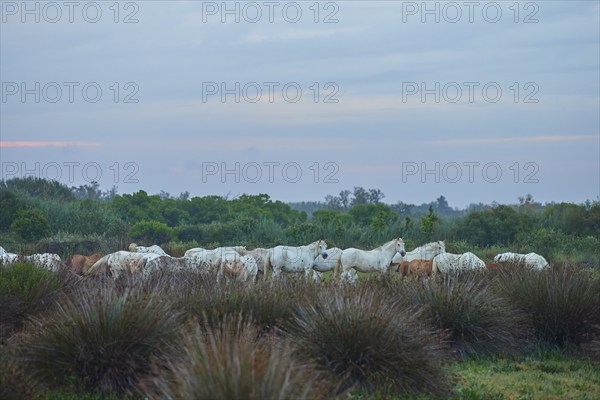 A herd of white Camargue horses grazing in a wide meadow under a cloudy sky, Camargue, France, Europe