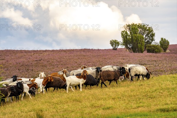 Heidschnucken herd and goats, in the Lüneburg Heath, near Niederhaverbeck, heather blossom of the broom heather, in the Lüneburg Heath nature reserve, Lower Saxony, Germany, Europe