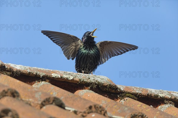 Common Starling (Sturnus vulgaris) adult male, in breeding plumage, singing and displaying on roof top, Hesse, Germany, Europe