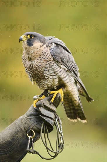 Peregrine falcon (Falco peregrinus) sitting on a hand, Bavaria, Germany, Europe