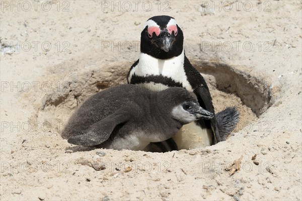 African penguin (Spheniscus demersus), adult with young, at the nest, Boulders Beach, Simonstown, Western Cape, South Africa, Africa