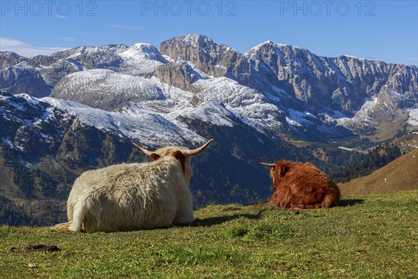 Two highland cattle on a green hill with snow-covered mountains in the background