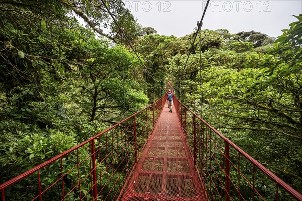 Red suspension bridge between the treetops in the rainforest, Monteverde cloud forest, Monte Verde, Puntarenas province, Costa Rica, Central America