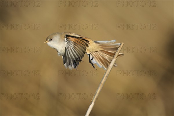 Bearded Tit (Panurus biarmicus), female taking off from reeds, Klingnauer Stausee, Canton Aargau, Switzerland, Europe