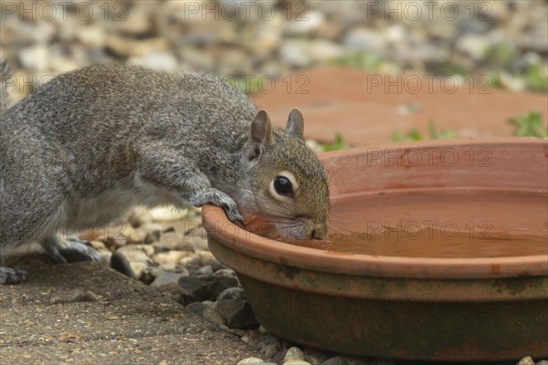 Grey squirrel (Sciurus carolinensis) adult animal drinking water from a garden plant pot saucer, Suffolk, England, United Kingdom, Europe