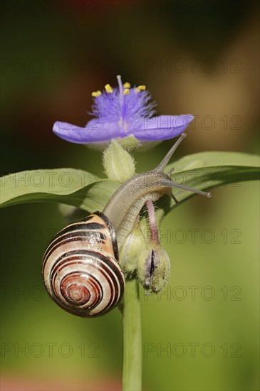 Grove snail (Cepaea nemoralis) on garden three-master flower (Tradescantia andersoniana), flower, ornamental plant, North Rhine-Westphalia, Germany, Europe