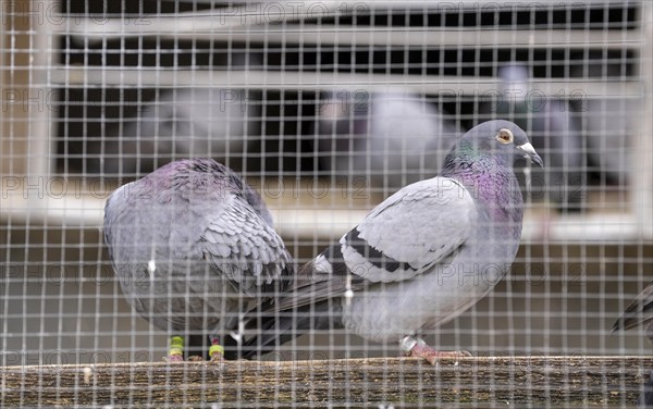 Carrier pigeons, in a pigeon loft, pigeon fancier, Mülheim, North Rhine-Westphalia, Germany, Europe