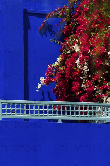 Majorelle Garden, botany, cactus, cacti, bougainvillea, flora, plant, botany, tropical, climate, architecture, indigo, blue, tree, park, decoration, attraction, travel, holiday, Marrakech, Morocco, Africa