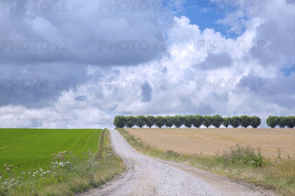 Country road, dirt road and row of white willows (Salix alba) trees along wheat field on a cloudy day in summer