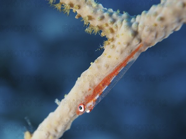 Small orange-coloured fish, dwarf pygmy goby (Bryaninops cf discus), hanging from a coral branch under water. Dive site House Reef, Mangrove Bay, El Quesir, Red Sea, Egypt, Africa