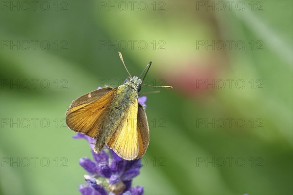 Large skipper (Ochlodes venatus), collecting nectar from a flower of Common lavender (Lavandula angustifolia), close-up, macro photograph, Wilnsdorf, North Rhine-Westphalia, Germany, Europe