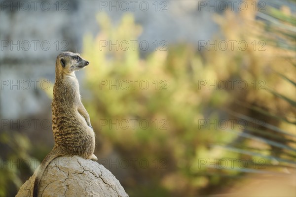 Meerkat (Suricata suricatta) standing on a little hill, captive, distribution Africa