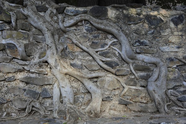 Amhara region, near Gondar, Gonder, aerial roots of the woody figs at the Fasilida's moated castle, Ethiopia, Africa