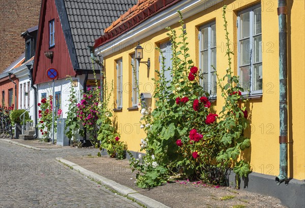 Old houses with roses on a tiny street in the small town of Ystad, Skåne county, Sweden, Scandinavia, Europe