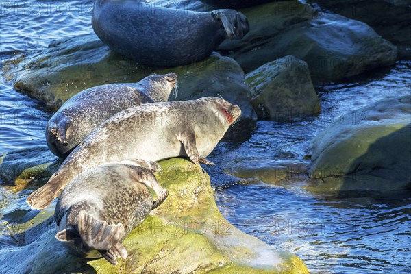 Harbor seals, phoca vitulina vitulina. Group of seals resting on rocks by the sea. One seal was injured by a boat propeller. Forillon national park. Province of Quebec. Canada