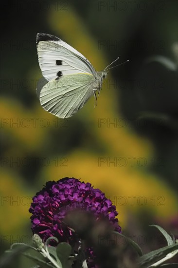 A Cabbage butterfly (Pieris brassicae) hovering over a purple flower in a natural environment, Hesse, Germany, Europe