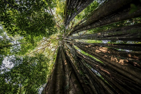 Hanging roots of a giant strangler fig (Ficus americana), looking upwards, in the rainforest, Corcovado National Park, Osa, Puntarena Province, Costa Rica, Central America