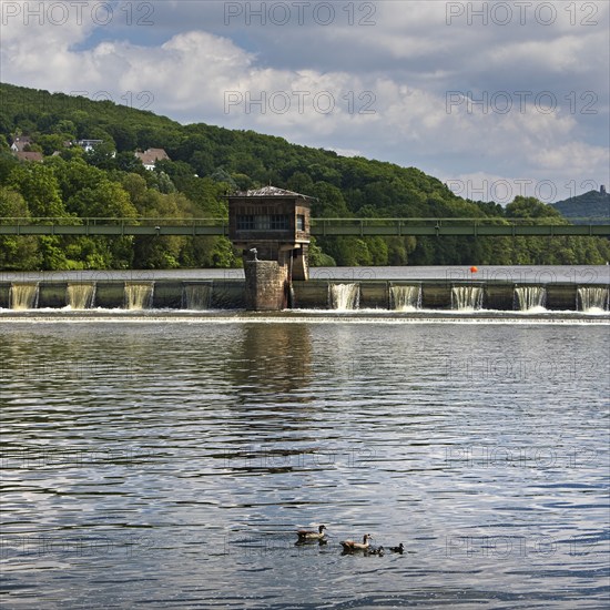 Nile goose family (Alopochen aegyptiaca) at the weir of the Stiftsmühle run-of-river power station, Herdecke, North Rhine-Westphalia, Germany, Europe