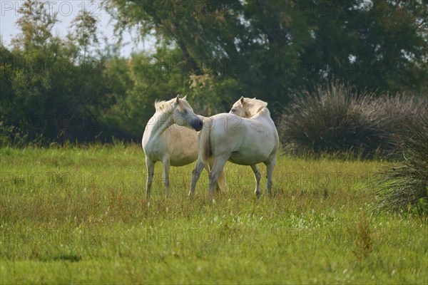 Two white Camargue horses standing in a green meadow in a peaceful, natural setting, Camargue, France, Europe