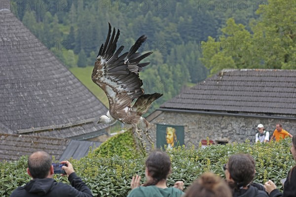 Griffon vulture (Gyps fulvus), flying, Hohenwerfen Castle, Salzburger Land, Austria, Europe