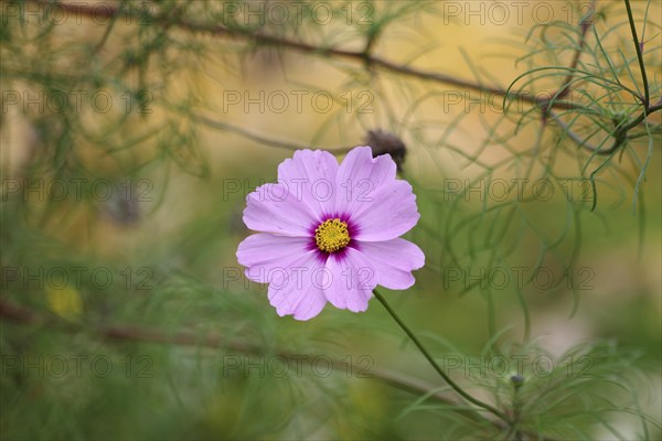 Ornamental basket (Cosmos bipinnatus), flower, pink, colours, autumn, close-up of a flower of the ornamental basket in front of a coloured background