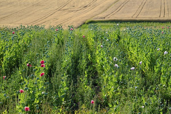 Poppy, (Papaver somniferum), poppy field, Waldviertel grey poppy, poppy village Armschlag, Waldviertel, Lower Austria, Austria, Europe