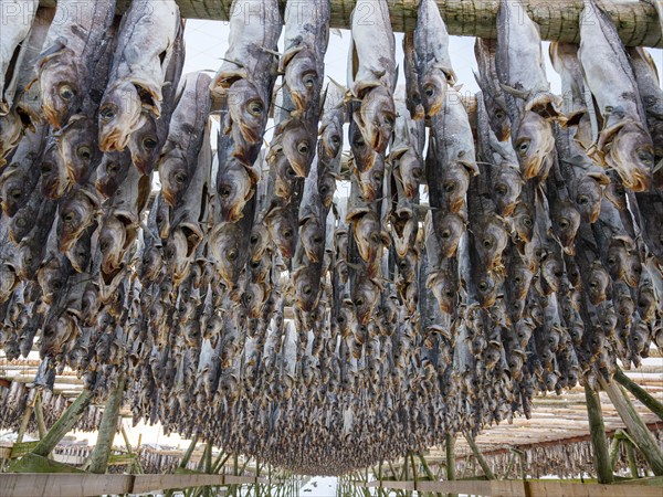 Atlantic cod (Gadus morhua) hung up to dry as stockfish, an old preservation method, Lofoten, Norway, Europe