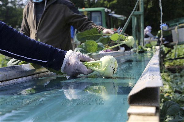 Agriculture kohlrabi harvest: Harvesters from the Schmitt vegetable farm in Hockenheim (Baden-Württemberg) harvest ripe kohlrabi