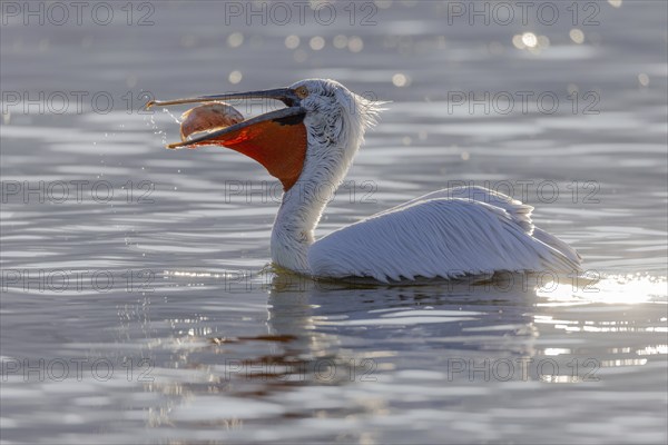 Dalmatian pelican (Pelecanus crispus), eating a fish, magnificent plumage, Lake Kerkini, Greece, Europe