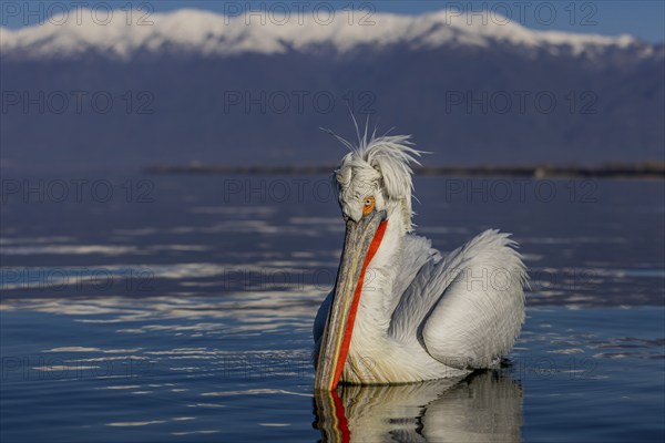 Dalmatian Pelican (Pelecanus crispus), swimming, red throat pouch, snow-capped mountains in the background, Lake Kerkini, Greece, Europe