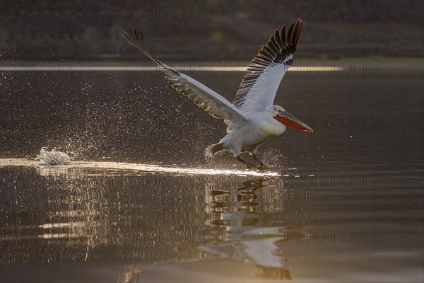 Dalmatian Pelican (Pelecanus crispus), flying against the light, on landing, magnificent plumage, Lake Kerkini, Greece, Europe