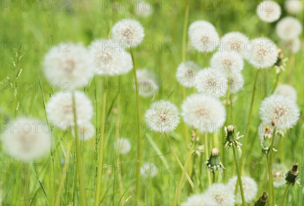 A green meadow full of dandelions, common dandelion (Taraxacum ruderalia) in a meadow, seed heads with seeds on parasols (pappus), parasol flyer, several closed seed heads in the foreground, symbol of lightness and wishes, macro shot, close-up, spring, spring, summer, Allertal, Lower Saxony, Germany, Europe