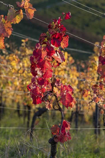 Autumn vineyard with colourful leaves in warm sunlight, Baden-Württemberg, Germany, Europe