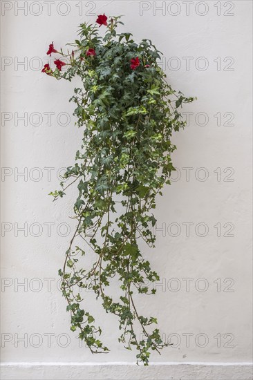 White house facade with a floral decoration, Martina Franca, Apulia, Southern Italy, Italy, Europe