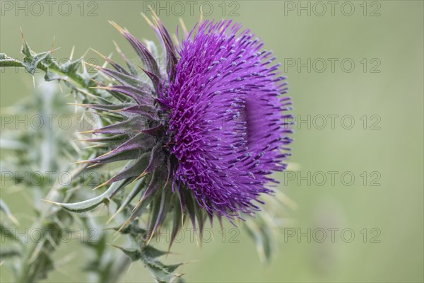 Musk Thistle (Carduus nutans), Mecklenburg-Western Pomerania, Germany, Europe