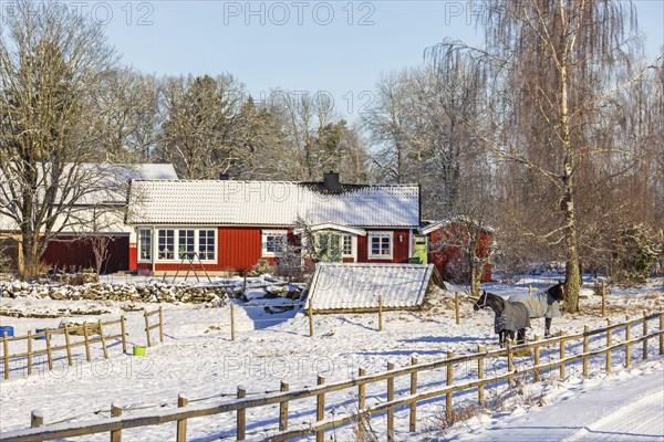 Horses in a paddock with a wooden fence at a country farm on a sunny beautiful winter day, Sweden, Europe