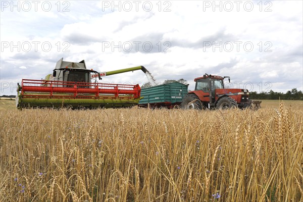 Combine harvester harvesting grain on an organic farm, Müncheberg, 28/07/2020