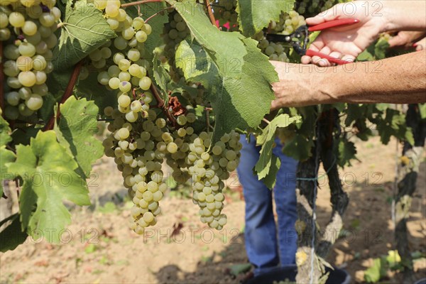 Grape grape harvest: Hand-picking of Chardonnay grapes in the Palatinate (Norbert Groß winery, Meckenheim)