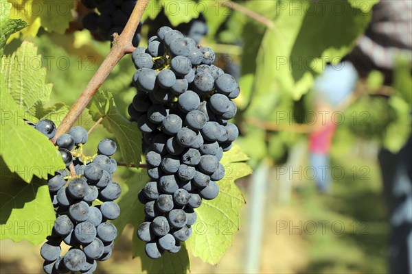 Grape grape harvest: Hand-picking Pinot Noir grapes in the Palatinate