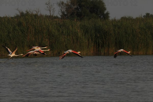 Flamingos in flight, Flamingos in the Carmague, Bouches-du-Rhône, Provence, France, Europe