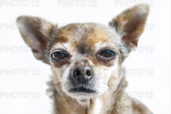 Very old Chihuahua dog with gray hair on white background. KI generiert, generiert, AI generated