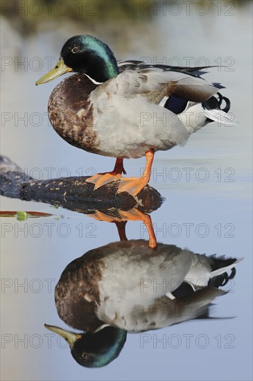 Mallard (Anas platyrhynchos), drake with mirror image, North Rhine-Westphalia, Germany, Europe