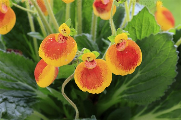 Slipper flower (Calceolaria Hybride), flowering, Elllerstadt, Germany, Europe