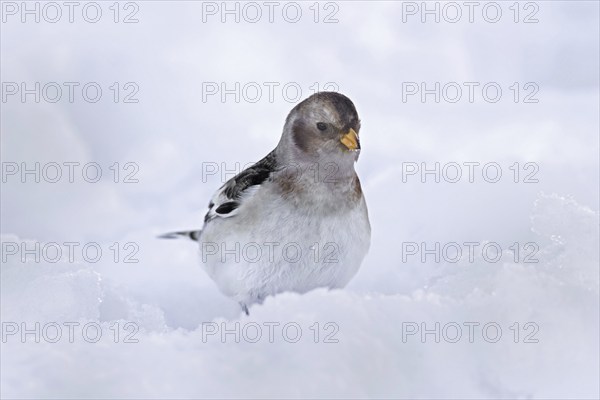 Snow bunting (Plectrophenax nivalis insulae) (Emberiza nivalis) in winter plumage in the snow