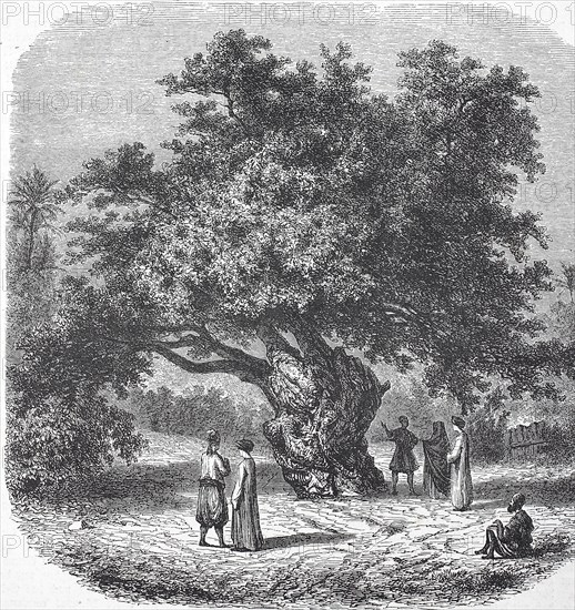 Historic, digitally restored reproduction from a 19th century original, record date not stated, 2000 year old mulberry fig, Ficus sycomorus, also known as Adam's fig, donkey fig or sycamore, here in Sycomore in Egypt, under which the Holy Family is said to have rested